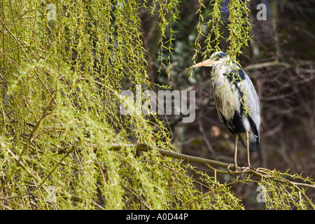 Héron cendré se percher sur willow tree branch et caché dans son feuillage Banque D'Images