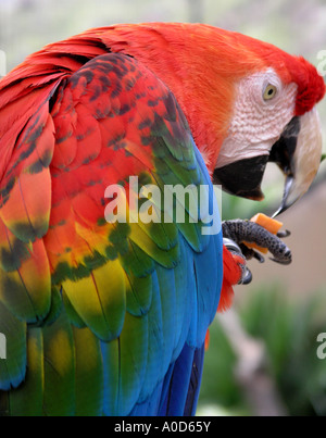 Macaw Parrot de manger un morceau de carotte Banque D'Images