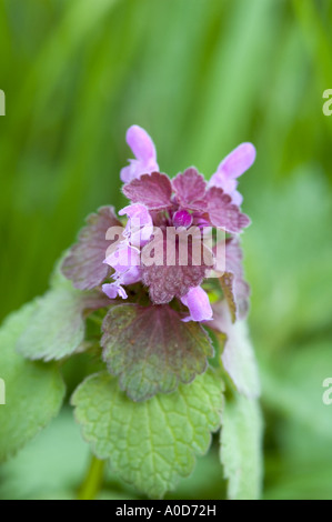 Dead-Nettle Lamium purpureum rouge Banque D'Images