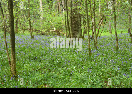 Bluebells de plus en plus d'un ancien bois de hêtre dans la forêt de Bowland Lancashire Banque D'Images