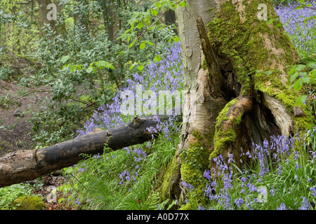 Bluebells de plus en plus d'un ancien bois de hêtre dans la forêt de Bowland Lancashire Banque D'Images