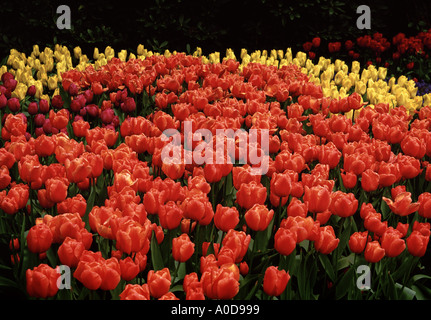 Variété tulipes hollandaises intitulé Hisalis Lisse Keukenhof Holland Banque D'Images