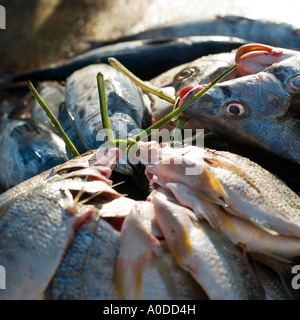 Poisson frais liés par leurs branchies Banque D'Images