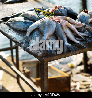 Poisson frais liés par leurs branchies Banque D'Images