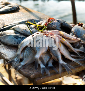 Poisson frais liés par leurs branchies Banque D'Images