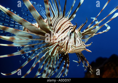 Poisson PTEROIS VOLITANS redfire firefish poisson-papillon poisson lion indo-pacifique turkeyfish Great Barrier Reef Marine Life aquarium salt Banque D'Images