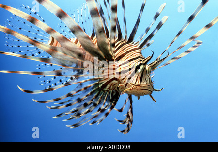 Poisson PTEROIS VOLITANS redfire firefish poisson-papillon poisson lion indo-pacifique turkeyfish Great Barrier Reef Marine Life aquarium salt Banque D'Images