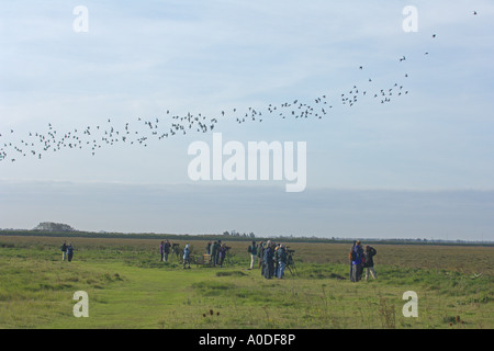 Les ornithologues amateurs à la réserve RSPB Snettisham Norfolk Angleterre regardant troupeau de maubèche Calidris canutus Octobre congé roost Banque D'Images