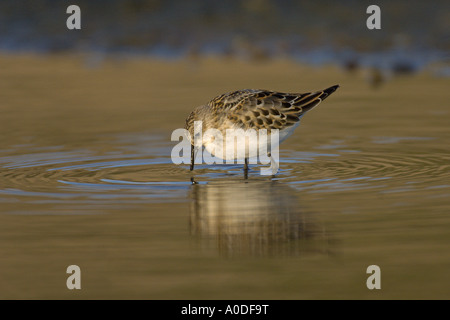 Peu de passage Calidris minuta alimentation juvénile automne Octobre Angleterre Norfolk Banque D'Images