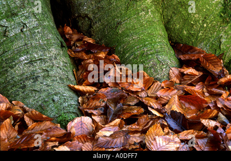 Racines de l'arbre avec les feuilles d'automne blickling woods, Norfolk, East Anglia, Angleterre, Royaume-Uni Banque D'Images