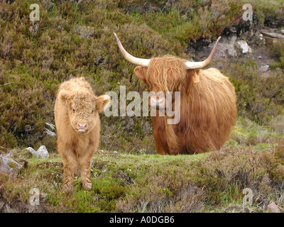 Highland cattle, Saint-péninsule, Ecosse Banque D'Images