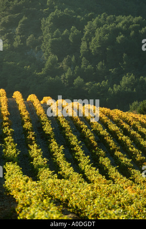 France Gigondas Côtes du Rhône vignes sur les pentes de la colline des Dentelles de Montmirail Banque D'Images