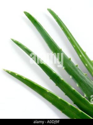ALOE VERA Banque D'Images