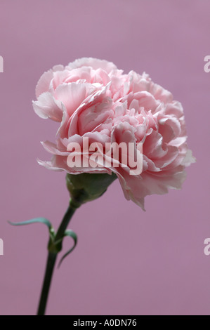 Oeillet rose sur fond rose Banque D'Images