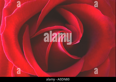 Centre de red rose rose Grand Prix Banque D'Images