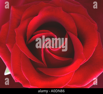 Rose rouge dans close up Rosa Passion Banque D'Images