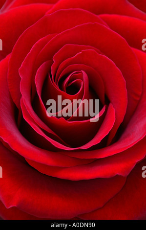 Centre de red rose rose Grand Prix Banque D'Images