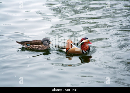 Canard Mandarin Aix galericulata paire Banque D'Images