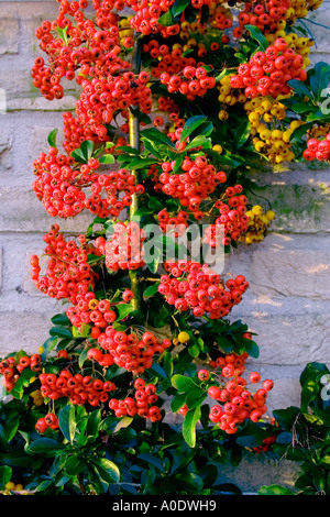 Cotoneaster (hybridus pendulus). Arbuste à fleurs blanches au printemps, puis rouge/jaune des baies en automne. Banque D'Images