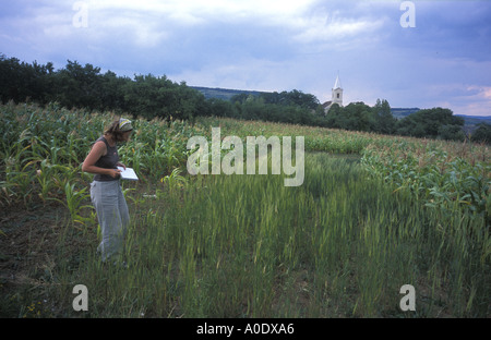 Des études de chercheurs de terrain minuscule de l'engrain une ancienne variété de blé cultivé en Transylvanie Roumanie pour hat faisant Banque D'Images