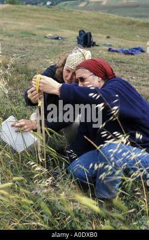Les chercheurs étudient tout petit domaine de l'engrain une ancienne variété de blé cultivé en Transylvanie Roumanie pour hat faisant Banque D'Images