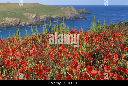 Dans le champ de coquelicots sur les terres agricoles à West Pentire ferme a réussi à encourager les mauvaises herbes rares agriculturale Angleterre Cornwall Banque D'Images