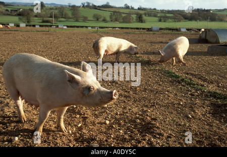 Les porcs en liberté dans le champ près de Broadclyst South Devon, Angleterre Banque D'Images