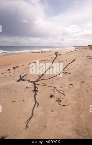 Plage de sable quasi déserte avec scène de repos des oiseaux SUR LA PLAGE DANS LA DISTANCE Banque D'Images