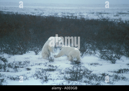 Le parc national Wapusk Hudson Bay Cape Churchill Manitoba Canada Amérique du cercle arctique, deux jeunes ours polaires mâles sparring Banque D'Images