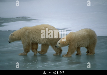 Le parc national Wapusk Hudson Bay Cape Churchill Manitoba Canada Amérique du Nord Cercle Arctique Maman et bébé ours polaire ice cub Banque D'Images