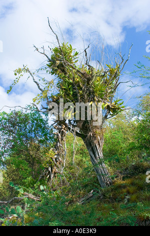 Orchidées Plantes en grappes sur les branches d'arbres à Curaçao Antilles néerlandaises comme trouvés dans le Parc National Christoffel Banque D'Images