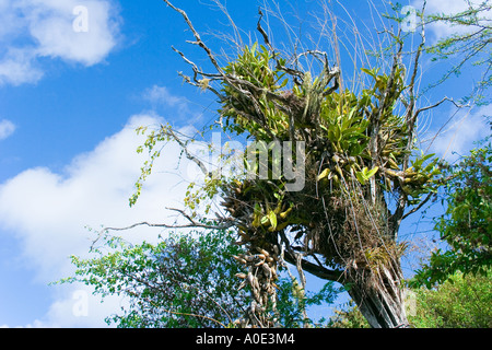 Orchidées Plantes en grappes sur les branches d'arbres à Curaçao Antilles néerlandaises comme trouvés dans le Parc National Christoffel Banque D'Images