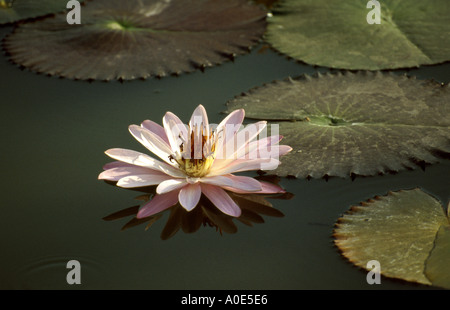 Nénuphar rose, Nymphaea Sports, Nymphaeaceae Banque D'Images