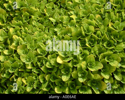 Origanum vulgare variété Thumbles oreganum Banque D'Images