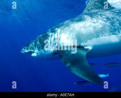 Les requins suivre un train de l'odeur du sang et pièces fsih appelé un chum lisse. Ce qui les attire vers les cages. Banque D'Images