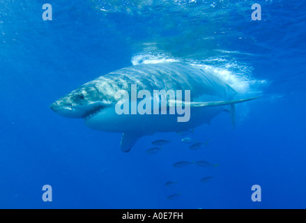 Le grand requin blanc est l'un des principaux prédateurs de l'océan. Une grande partie de son cycle de vie est inconnue. Banque D'Images