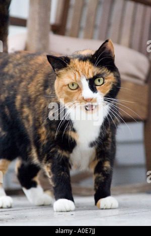 Chat en colère crier Banque D'Images