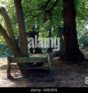 Banc en bois rustique sous les hêtres en anglais wood Banque D'Images
