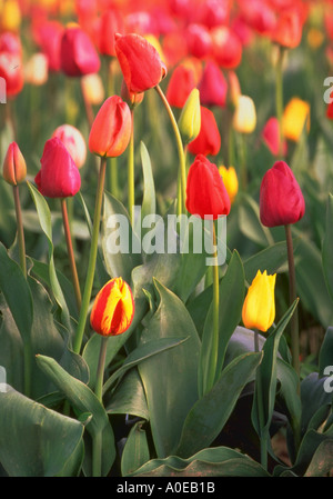 Tulipes multicolores en croissant tulip chambres vallée Skagit Washington Banque D'Images