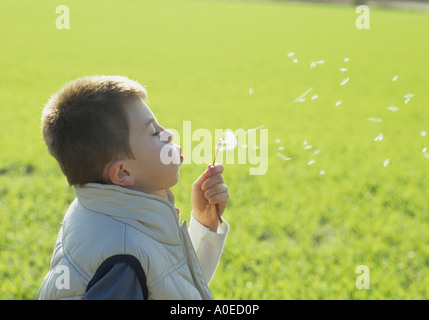 Sept ans Boy Blowing Dandelion au Royaume-Uni Banque D'Images