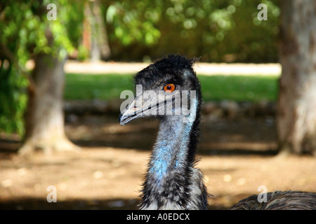 Yeux d'un brun doré Emu Dromaius novaehollandiae Banque D'Images