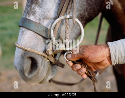 Close up of hand holding horse bridle portant des Pampas de l'Argentine Banque D'Images