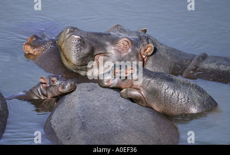 Famille d'hippopotame reposant le Masai Mara au Kenya Banque D'Images