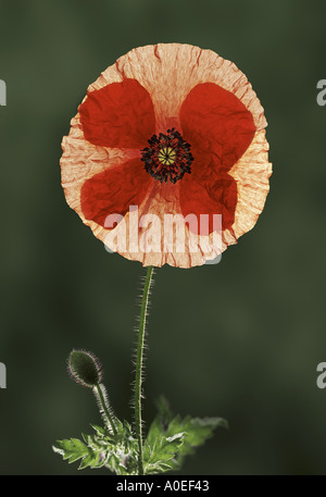 Fleur de pavot Papaver rhaeas et bud Banque D'Images