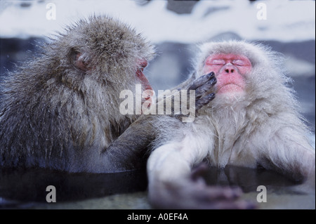 Macaques japonais Japon Parc National Jigokudani toilettage Banque D'Images