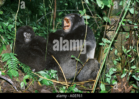 Paire de gorilles de montagne dans le cratère d'un volcan éteint sous la pluie Parc des Virunga en République démocratique du Congo Banque D'Images