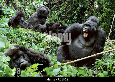 Groupe de la famille de gorilles de montagne du Parc National de Mgahinga en Ouganda Banque D'Images