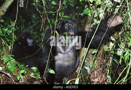 Paire de gorilles de montagne dans le cratère d'un volcan éteint sous la pluie Parc des Virunga en République démocratique du Congo Banque D'Images