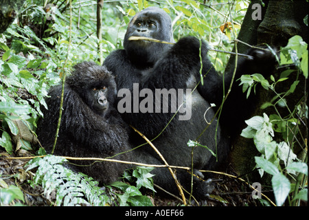 Paire de gorilles de montagne dans le cratère d'un volcan éteint sous la pluie Parc des Virunga en République démocratique du Congo Banque D'Images