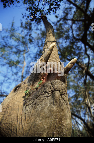 Atteindre l'éléphant pour nourrir à distance depuis les branches de l'arbre de l'Afrique du Sud Banque D'Images